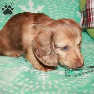 Frankie Blue eyes, Dachshund Puppy